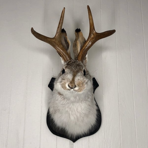 🌲Cute Jackalope🐰Decorative Arts🐰