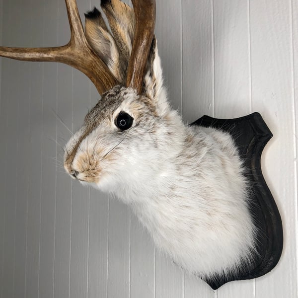 🌲Cute Jackalope🐰Decorative Arts🐰