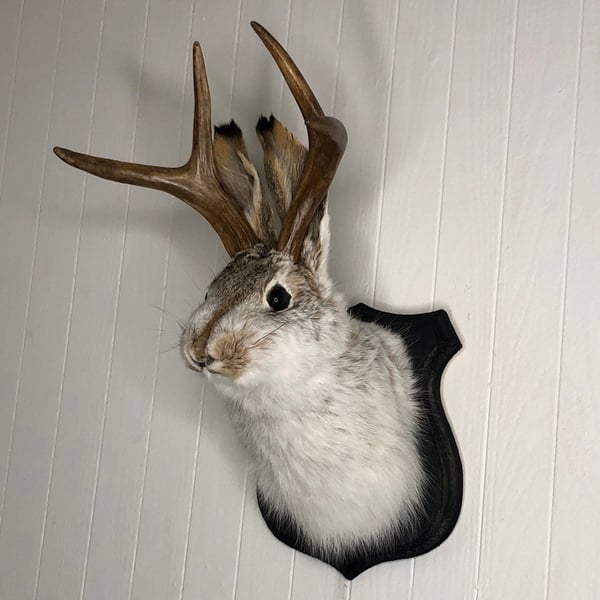 🌲Cute Jackalope🐰Decorative Arts🐰