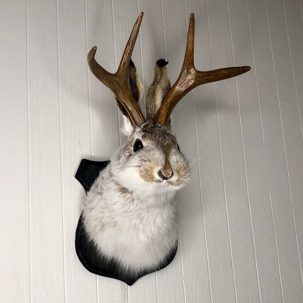 🌲Cute Jackalope🐰Decorative Arts🐰