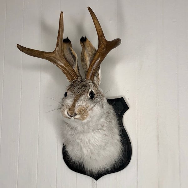🌲Cute Jackalope🐰Decorative Arts🐰