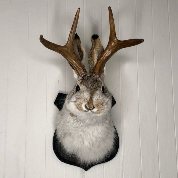 🌲Cute Jackalope🐰Decorative Arts🐰