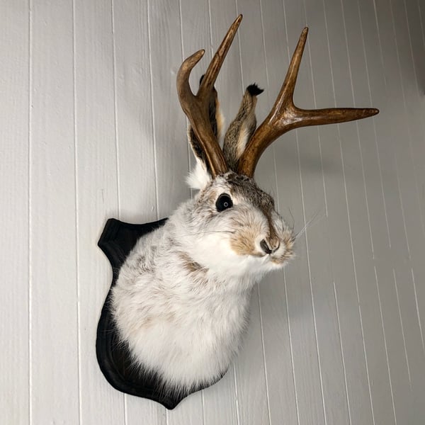 🌲Cute Jackalope🐰Decorative Arts🐰