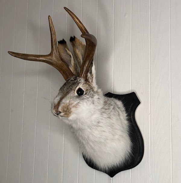 🌲Cute Jackalope🐰Decorative Arts🐰