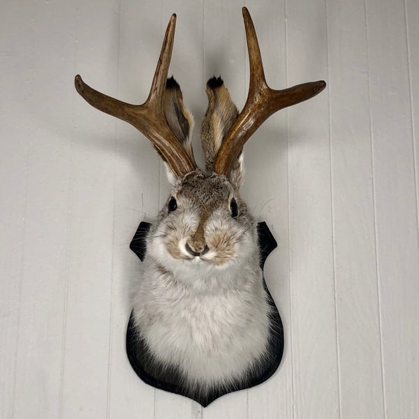 🌲Cute Jackalope🐰Decorative Arts🐰